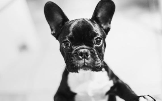 How to Eat Your Own Dog Food: Our Marketing Dept Gets to Grips with Duco Cube